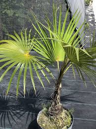 Image result for Coccothrinax