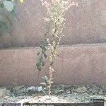 Image result for Blumea axillaris