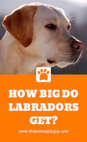 Bark charts app price drops, how big will my puppy get a puppy growth calculator, 17 growth chart for puppy puppy growth picture chalkboard, puppy growth chart development shih tzu age stages and information. Puppy Height Calculator The Pet Supply Guy Labrador Retriever Labrador Puppies