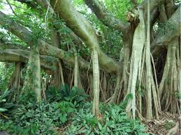 Image result for Ficus virens