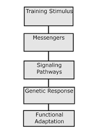 Stimulus And Adaptation A Complex And Simple Look At The