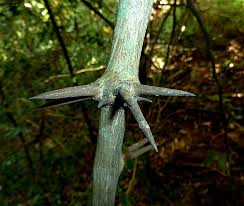 Image result for Dalbergia bracteolata