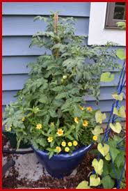 Growing vegetables in plastic tubs. Growing Vegetables In Containers Wisconsin Horticulture