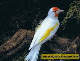 صور لكل أنواع الطفرات عند طائر الحسون beautiful birds finches bird colorful birds
