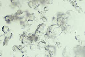 Dogs and cats are different in many ways, but both seem predisposed to urine crystal formation. Urolithiasis In Cats Vetlexicon Felis From Vetstream Definitive Veterinary Intelligence