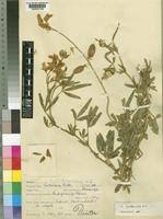 Image result for Crotalaria podocarpa