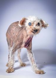 Marry your favorite character online. Really Ugly Dogs Off 56 Www Usushimd Com
