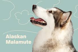 The alaskan malamute's origins date back thousands of years. Alaskan Malamute Dog Breed Information Characteristics Daily Paws