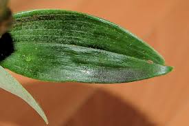 Image result for puklice na orchideích obrázek