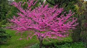 Soluzioni per la definizione *alberi da viali dai fiori profumatissimi* per le parole crociate e altri giochi enigmistici come codycross. Albero Di Giuda L Albero Con I Fiori Rosa La Leggenda