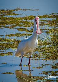 African Spoonbill Game Reserve Fly Around The World African