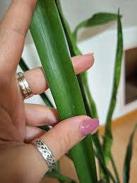 Image result for Sansevieria nilotica