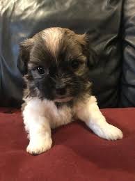 Havanese Puppy For Sale In Lake Orion Mi Adn 49957 On Puppyfinder Com Gender Female Age 5 Week Havanese Puppies Havanese Puppies For Sale Puppies For Sale