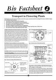 Plant Transport Questions Xylem Phloem Online A Level Biology Tutor A Level Biology Biology Notes Biology