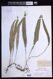 Image result for Lepisorus schraderi