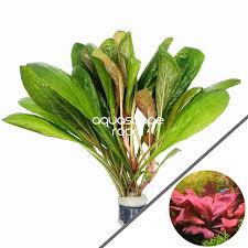 Image result for Samolus