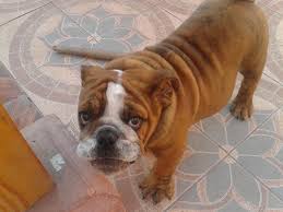 Consejos para aprender los colores en inglés. Cristina Ø¯Ø± ØªÙˆÛŒÛŒØªØ± Favor Rt Se Extravio Bulldog Ingles Color Cafe Sector Chacritas Vallenar Http T Co Fyzuz9wpt7