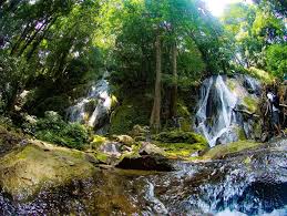 Rain Forest Rainforest Animals Rainforest People Rainforest