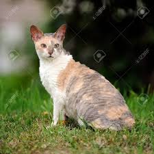 We have cornish rex kittens for sale and frequently cornish rex cats for sale. Cornish Rex Cat With Curly Hair Outdoors Stock Photo Picture And Royalty Free Image Image 21602246