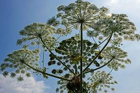 Сейчас, в летнюю пору выездов на природу и на дачу, нельзя забывать об одном очень опасном растении, всё шире распространяющемся по территории. Borsheviki Rasteniya Udivitelnye I Znamenitye Borsh I Borshevik