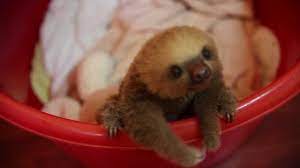 Cute Baby Sloth In Costa Rica Meet Hope Cute Baby Sloths Baby Sloth Sloth