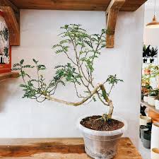 Image result for Pilea angolensis