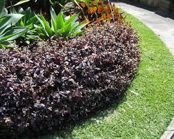 Prized for its brightly colored foliage, alternanthera dentata (joseph's coat) is a tender evergreen perennial, often grown as an annual, boasting rich purple to burgundy leaves. Alternanthera Dentata Gardensonline