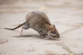 Do your own pest control and save money, time, and effort for years to come. Pest Control News Lawn Care Tips Southwest Florida Problem Solved