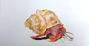 Malacostraca Drawing Di 2020 Pensil Warna Seni Rupa Seni