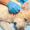 Some dogs naturally have healthy, clean ears and may almost never need to have their ears cleaned, while other dogs require regular ear cleaning you may want to clean your dog's ears in a bathroom or a room that is easy to clean in case your dog shakes his head vigorously during the process. 1