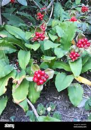 Image result for Scadoxus membranaceus