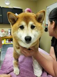 Family pet survives alligator attack; still faces long road to recovered