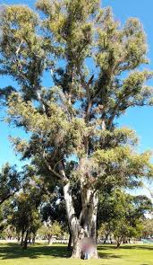 Image result for Eucalyptus tereticornis