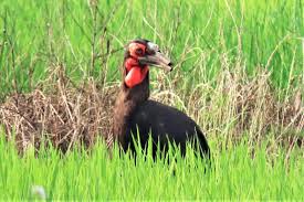 ムフィオーレ寮 twisted from 『白雪姫』 イグニハイド寮 twisted from 『ヘラクレス』 ディアソムニア寮 twisted from 『眠れる森の美女』. ã‚®ãƒ£ãƒ©ãƒªãƒ¼2020å¹´7æœˆ æˆ'å­«å­é‡Žé³¥ã‚'å®ˆã‚‹ä¼š