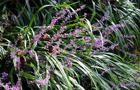 Image result for Lily Turf