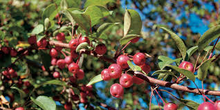 Maybe you would like to learn more about one of these? The Surprisingly Sweet Secret Of Crab Apples Chelsea Green Publishing