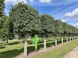 Image result for Rogiera cordata