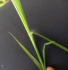 Image result for Dichanthium annulatum