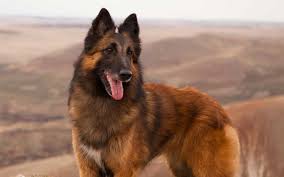 See more ideas about belgian tervuren, tervuren, belgian shepherd. Methods To Train Belgian Tervuren Strategies And Techniques For Easy Training Of Pets