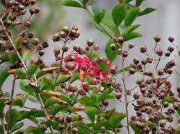 There are two types of crape myrtle frequently planted; Photo Of The Seed Pods Or Heads Of Crepe Myrtles Lagerstroemia Posted By Plantladylin Garden Org