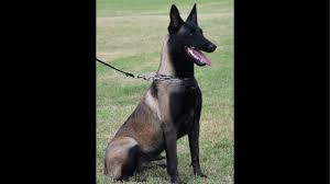You will notice the tips of their hair are black giving them a dark appearance. Colors Of A Belgian Malinois Youtube