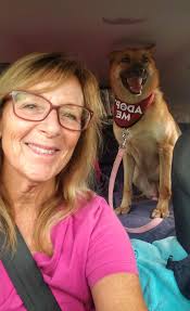 Adopting a german shepherd dog