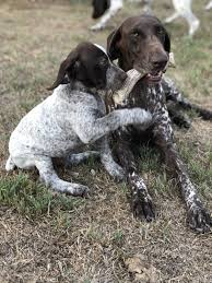Fullgrown pointer mixture priscilla is currently in pennsylvania.due to the unexpected death of her dad 3 weeks ago and the poor heal. German Shorthaired Pointer Puppies For Sale Petfinder