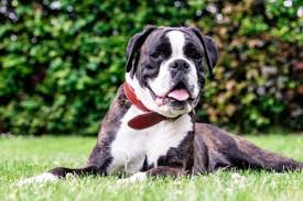 Our scented pad will attract your pet for easier training. Boxer Puppy Training Tips Canna Pet