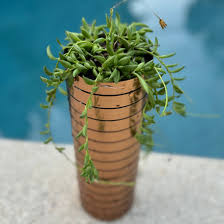 Image result for Senecio consanguineus