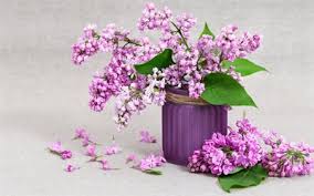 Purple flowers mean pride, dignity, and admiration. Download Wallpapers Lilac Spring Flowers A Vase With Lilacs Purple Flowers Beautiful Bouquet Of Lilacs For Desktop Free Pictures For Desktop Free