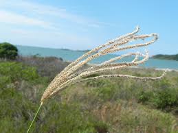 Image result for Eustachys