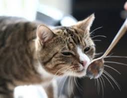 10.11.2015, 15:23 uhr | an (hp). Kochen Und Backen Fur Katzen Ichkoche At