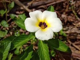 Image result for Turneraceae