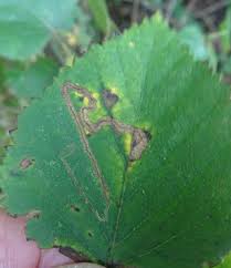Image result for Stigmella confusella